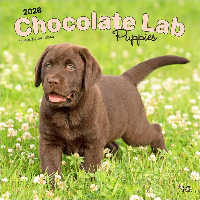 Browntrout Labrador Retriever Bruin Puppies Kalender 2026