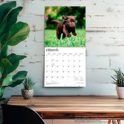 Browntrout Labrador Retriever Bruin Puppies Kalender 2027