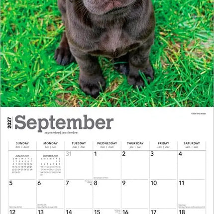 Browntrout Labrador Retriever Bruin Puppies Kalender 2027