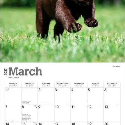 Browntrout Labrador Retriever Bruin Puppies Kalender 2027