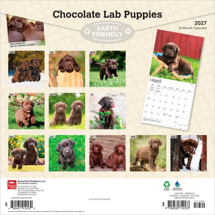Browntrout Labrador Retriever Bruin Puppies Kalender 2027