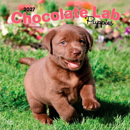 Browntrout Labrador Retriever Bruin Puppies Kalender 2027