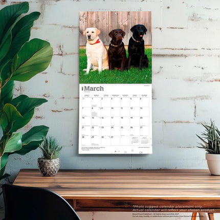 Browntrout Labrador Retriever Mixed Kalender 2027