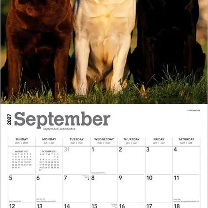 Browntrout Labrador Retriever Mixed Kalender 2027