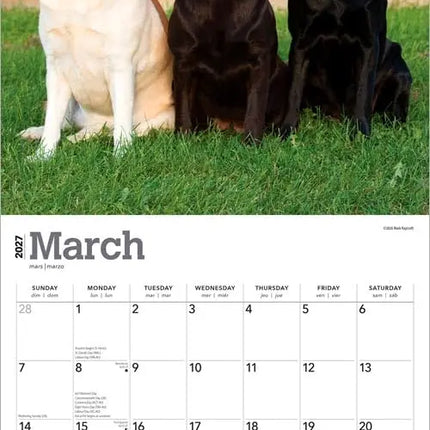 Browntrout Labrador Retriever Mixed Kalender 2027
