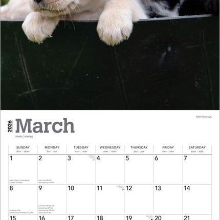 Browntrout Labrador Retriever Puppies Kalender 2027