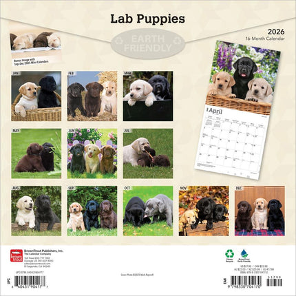 Browntrout Labrador Retriever Puppies Kalender 2027