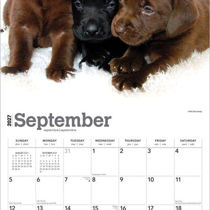 Browntrout Labrador Retriever Puppies Kalender 2027