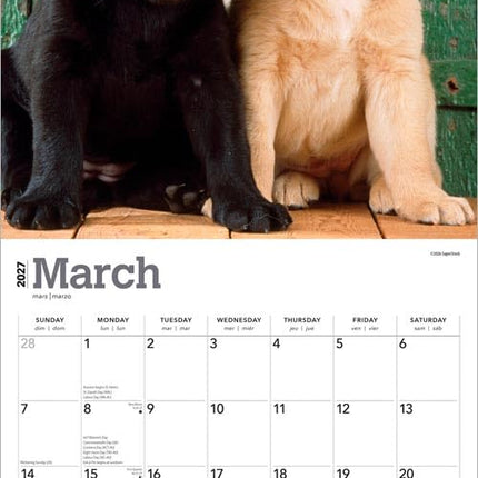 Browntrout Labrador Retriever Puppies Kalender 2027