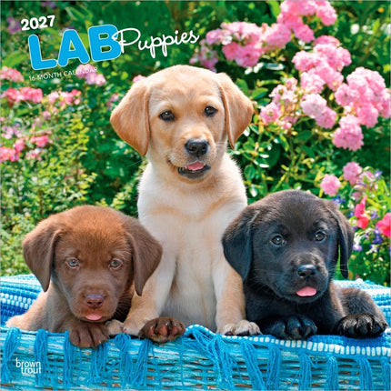 Browntrout Labrador Retriever Puppies Kalender 2027