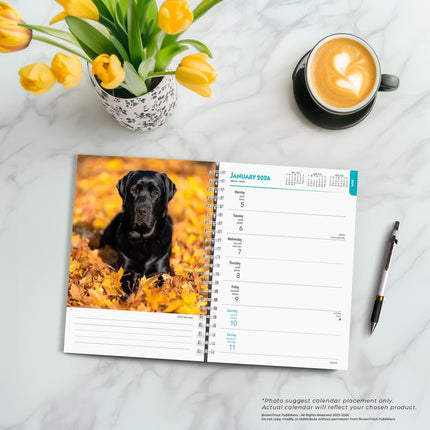 Browntrout Labrador Retriever Zwart Agenda 2026