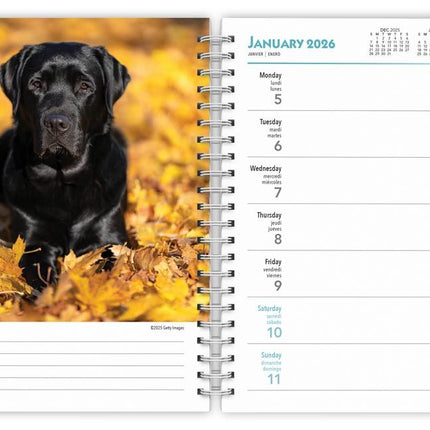 Browntrout Labrador Retriever Zwart Agenda 2026