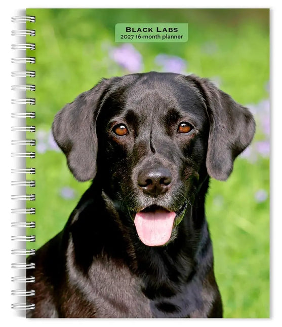 Browntrout Labrador Retriever Zwart Agenda 2027
