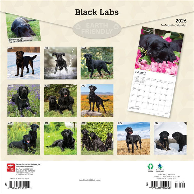 Browntrout Labrador Retriever Zwart Kalender 2026