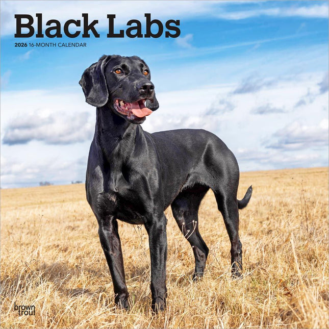 Browntrout Labrador Retriever Zwart Kalender 2026