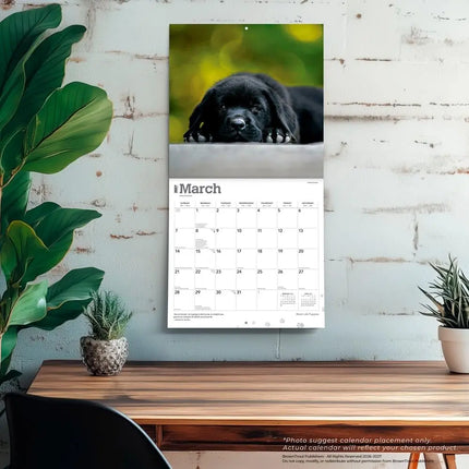 Browntrout Labrador Retriever Zwart Puppies Kalender 2027