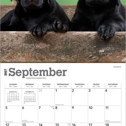 Browntrout Labrador Retriever Zwart Puppies Kalender 2027
