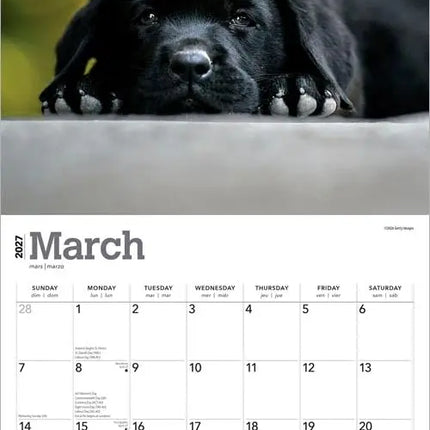 Browntrout Labrador Retriever Zwart Puppies Kalender 2027
