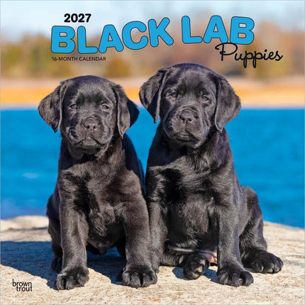 Browntrout Labrador Retriever Zwart Puppies Kalender 2027