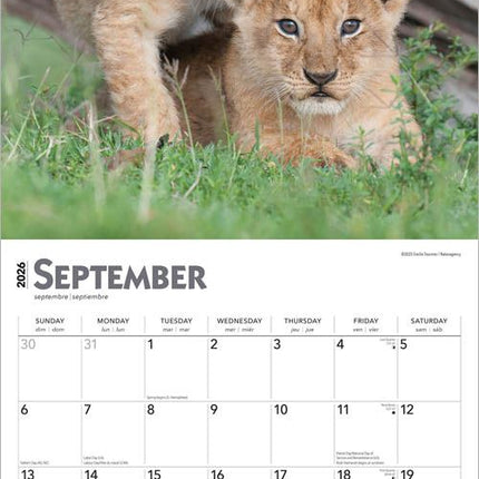 Browntrout Leeuwen Kalender 2026