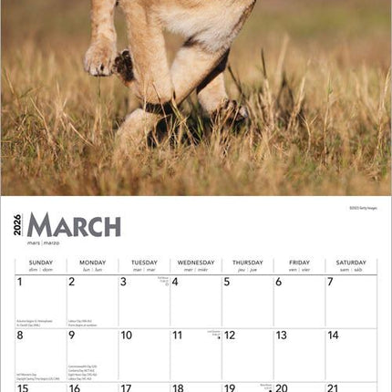 Browntrout Leeuwen Kalender 2026