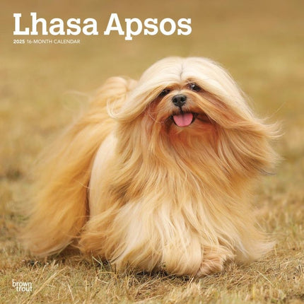 Browntrout Lhasa Apso Kalender 2025