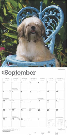 Browntrout Lhasa Apso Kalender 2025