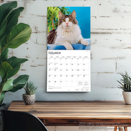 Browntrout Maine Coon Kalender 2026