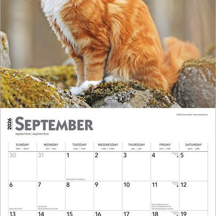 Browntrout Maine Coon Kalender 2026