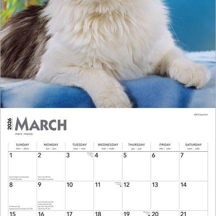 Browntrout Maine Coon Kalender 2026