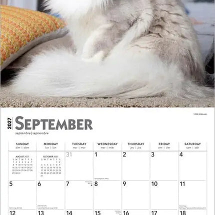 Browntrout Maine Coon Kalender 2027