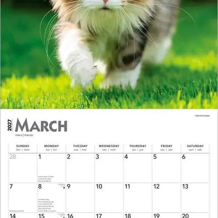 Browntrout Maine Coon Kalender 2027