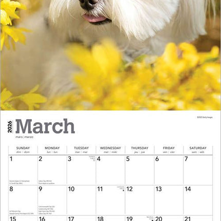 Browntrout Maltezer Kalender 2026