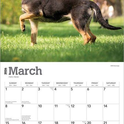 Browntrout Mechelaar Kalender 2026