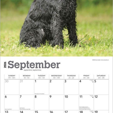 Browntrout Miniatuur Schnauzer Kalender 2026
