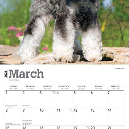 Browntrout Miniatuur Schnauzer Kalender 2026