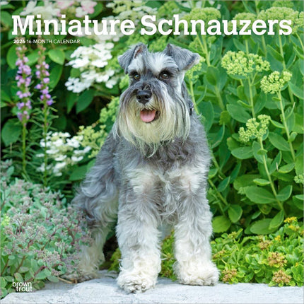 Browntrout Miniatuur Schnauzer Kalender 2026
