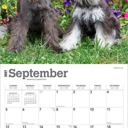 Browntrout Miniatuur Schnauzer Kalender 2027