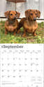 Calendrier De Bureau 2026 Avec Support - Design Teckel Mr. Wonderful - 2