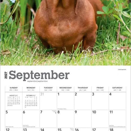 Browntrout Miniatuur Teckel Kalender 2027