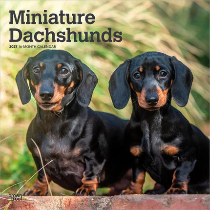 Browntrout Miniatuur Teckel Kalender 2027