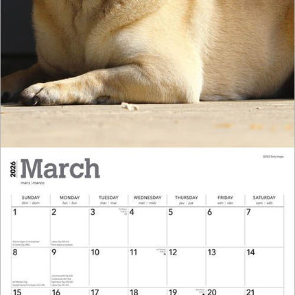 Browntrout Mopshond Kalender 2026