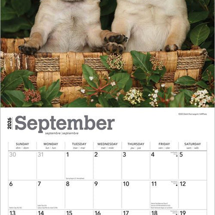 Browntrout Mopshond Puppies Kalender 2026