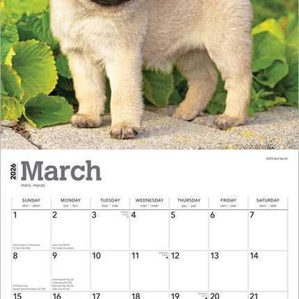 Browntrout Mopshond Puppies Kalender 2026