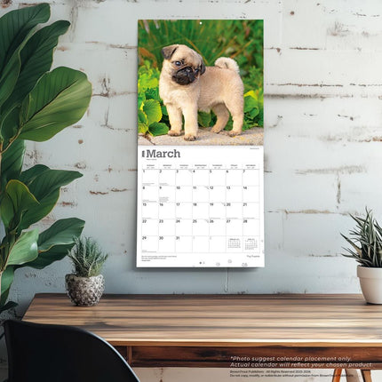 Browntrout Mopshond Puppies Kalender 2027