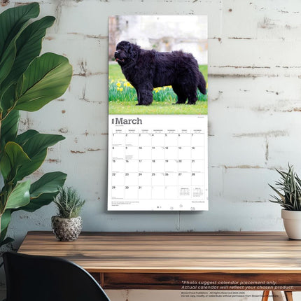 Browntrout Newfoundlander Kalender 2026
