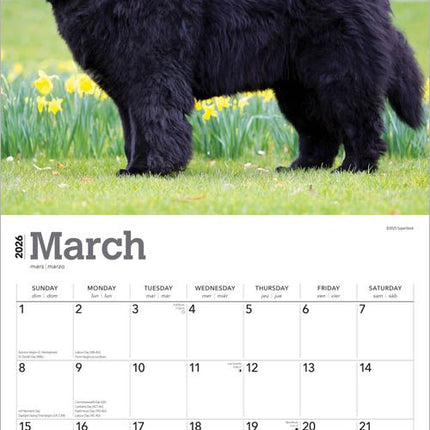Browntrout Newfoundlander Kalender 2026