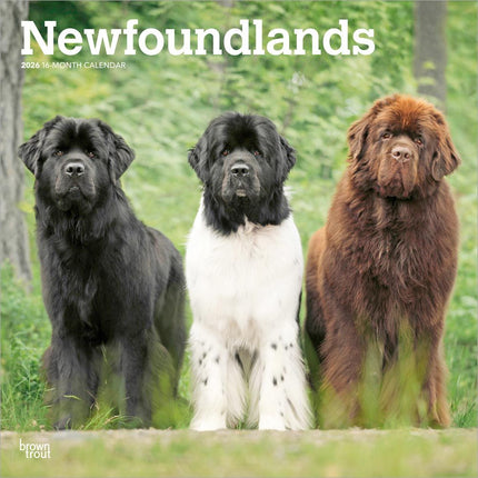 Browntrout Newfoundlander Kalender 2026