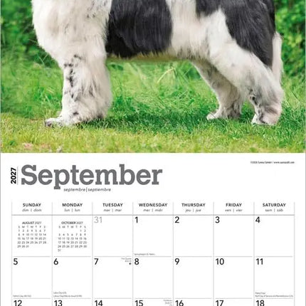 Browntrout Newfoundlander Kalender 2027