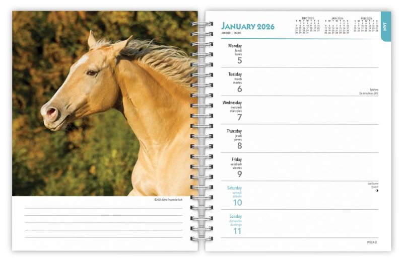 Browntrout Paarden Agenda 2026